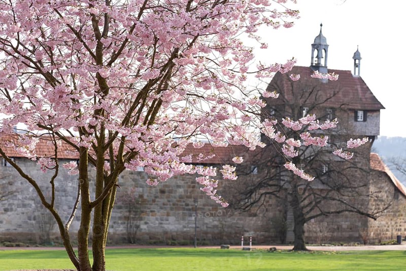 Japanese cherry blossom at Esslingen Castle in Esslingen am Neckar