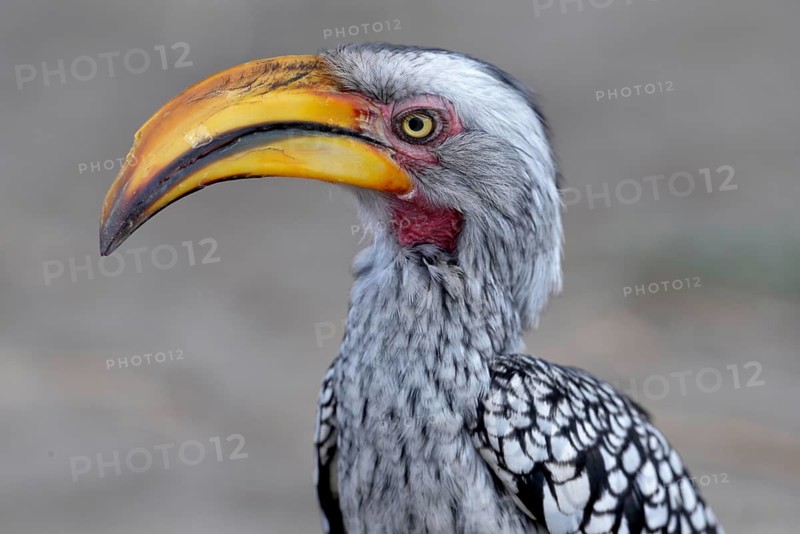 Southern Yellow-billed Hornbill (Tockus leucomelas), animal portrait, Savuti, Chobe National Park, Bostwana