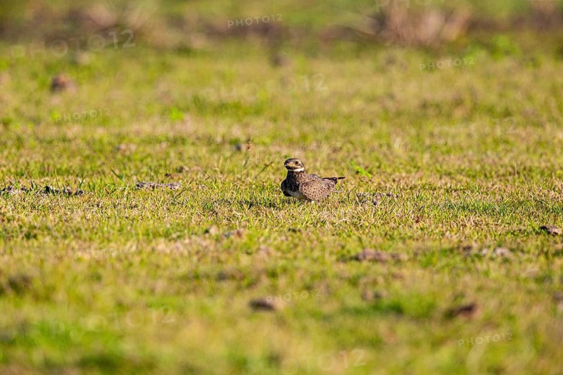 White-bellied Nightjar (Podager nacunda) Pantanal Brazil