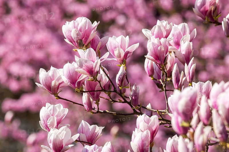 Magnolia blossom in the Moorish Garden at Wilhelma. Magnolias (Magnolia) are in bloom in the Stuttgart Zoological-Botanical Garden. According to Wilhelma, the Moorish Garden is home to the largest magnolia grove north of the Alps. Stuttgart, Baden-Württemberg, Germany