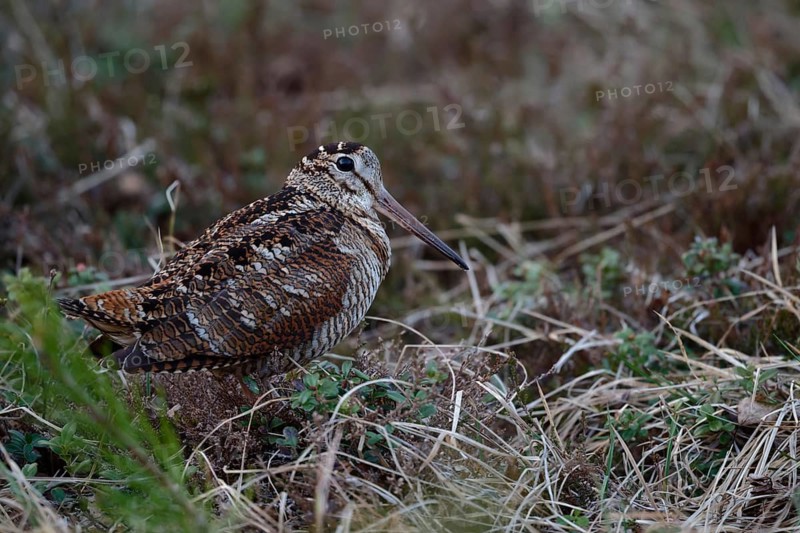 Eurasian Woodcock (Scolopax rusticola), Dalarna, Sweden