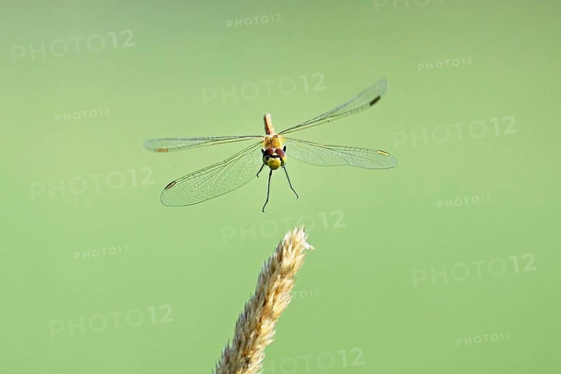 Marsh dragonfly (Sympetrum depressiusculum), female approaching a blade of grass, Switzerland