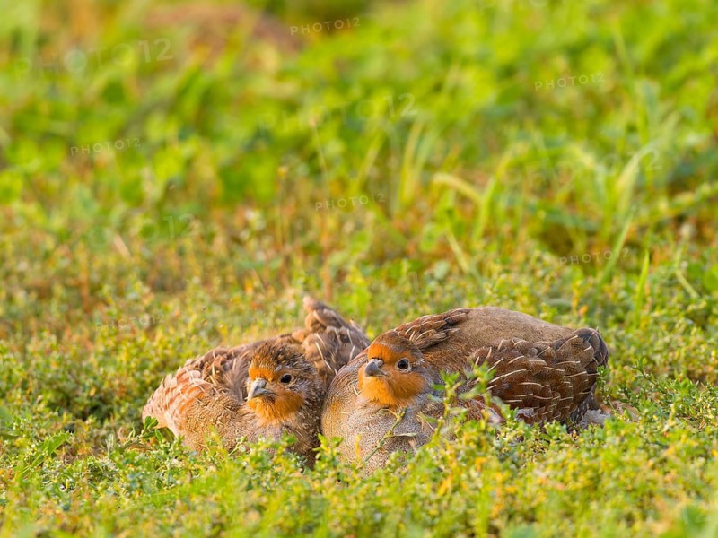 Gray partridges (Perdix perdix), taking a dust bath on a fallow land, Solms, Hesse, Germany