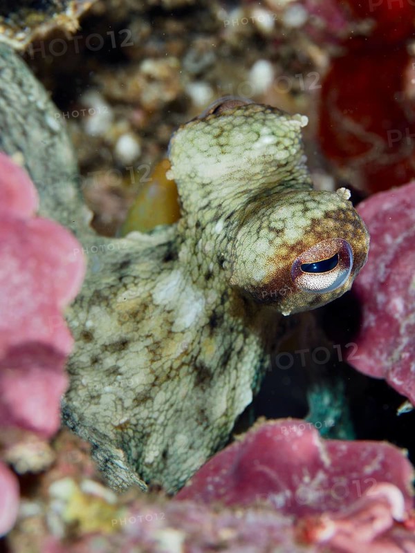 Green Octopus, Common Octopus (Octopus vulgaris) juvenile, hiding among pink red algae in the Mediterranean Sea near Hyères. Dive site Les Grottes, Giens peninsula, Provence Alpes Côte d'Azur, France