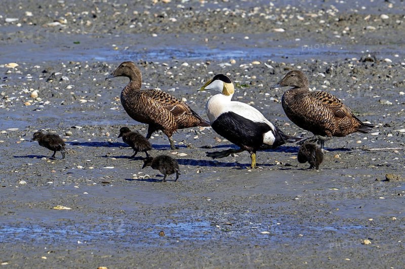 Crèche of common eider ducks (Somateria mollissima) two females and male walking with ducklings on beach along the North Sea coast in spring