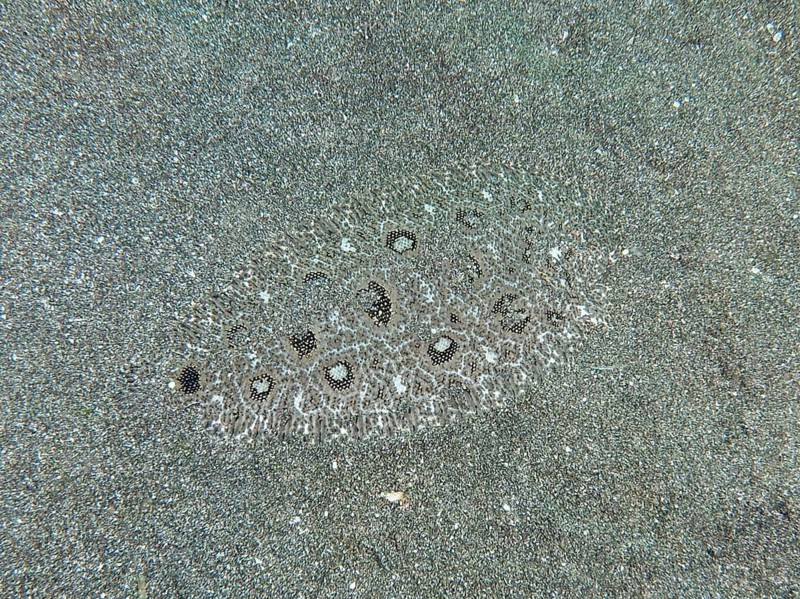 A flounder, Angler-Butt (Asterorhombus fijiensis), is perfectly camouflaged on a sandy seabed, dive site Secret Bay, Gilimanuk, Bali, Indonesia