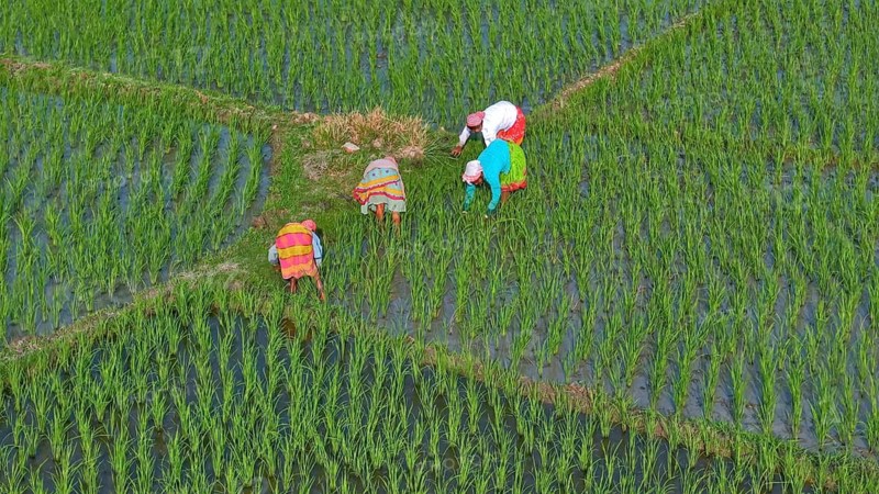 In an aerial view, farmers remove plastic and debris from a rice field to ensure healthy crop growth on March 18, 2026 in Mayong, India. Rice is a staple crop in India, cultivated across diverse climates. Millions of small farmers depend on monsoon rains and irrigation, making paddy cultivation central to rural livelihoods and food security