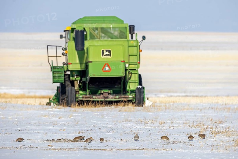 Covey of grey partridges, English partridge (Perdix perdix) group foraging in the snow on farmland, field in front of combine harvester in winter