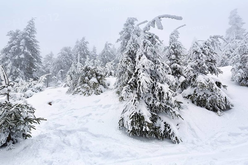 Snow-covered landscape with traces of hikers, spruce forest, dreary winter weather, Schierke, Wernigerode, Brocken, Harz National Park, Saxony-Anhalt, Germany