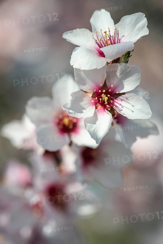 Almond blossom (Prunus dulcis), Rhineland-Palatinate, Germany
