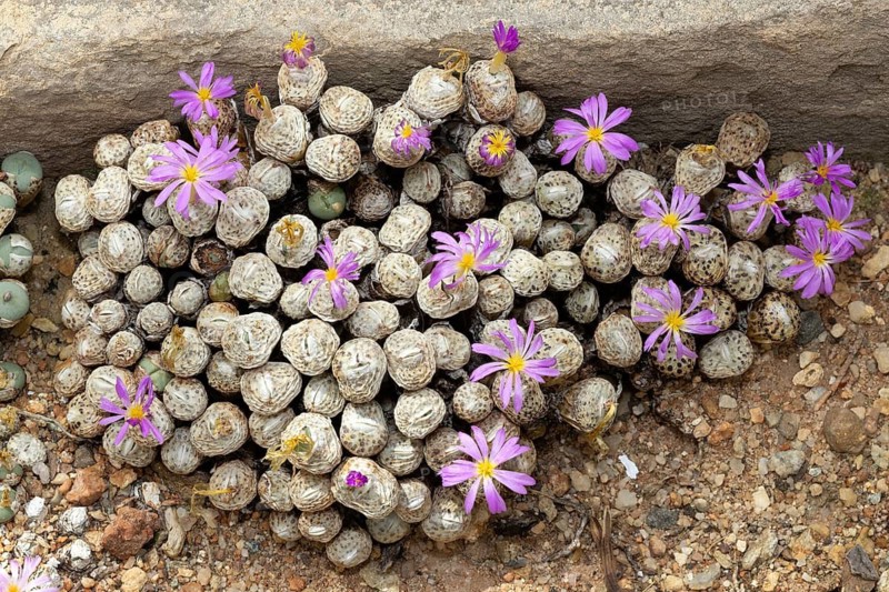 Conophytum obscurum, living stones, blooming, flowers, Stellenbosch Botanic Garden, Western Cape, South Africa
