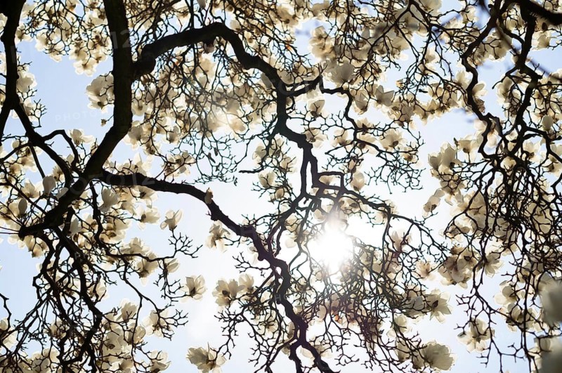 Sun shining through magnolia tree, magnolia blossom, blossoms, tulip magnolia (Magnolia x soulangeana) Amabilis cultivar, flooded with light, spring, Stuttgart, Baden-Württemberg, Germany