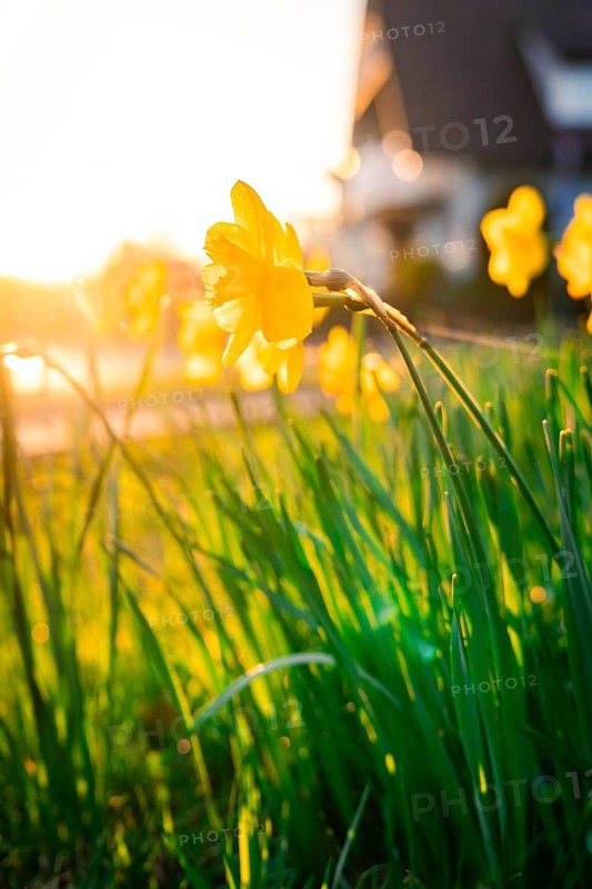 Impression of yellow daffodils in the sunset in a meadow in spring, Calw, Black Forest, Germany