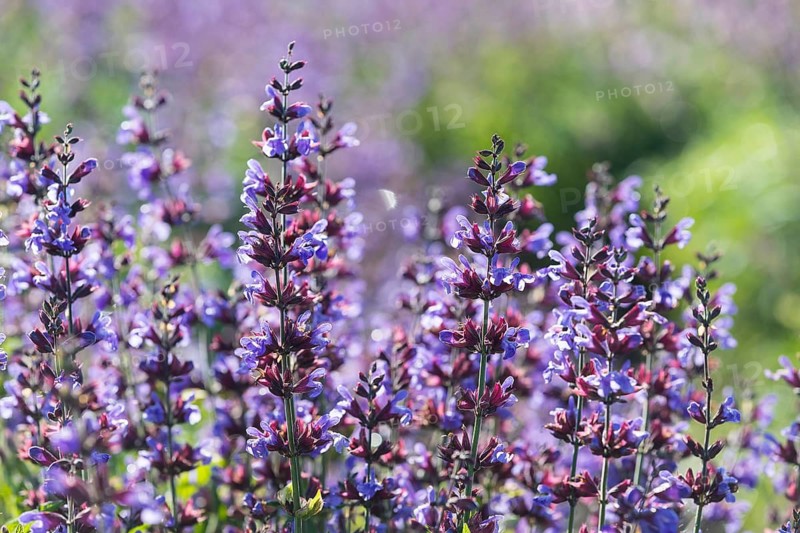 Common sage (Salvia officinalis) in bloom on the sage fields of Bombastus Werke AG in Freital, Saxony, Germany