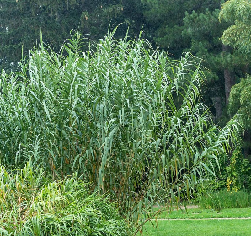 Stilt reed (Arundo donax),  Austria