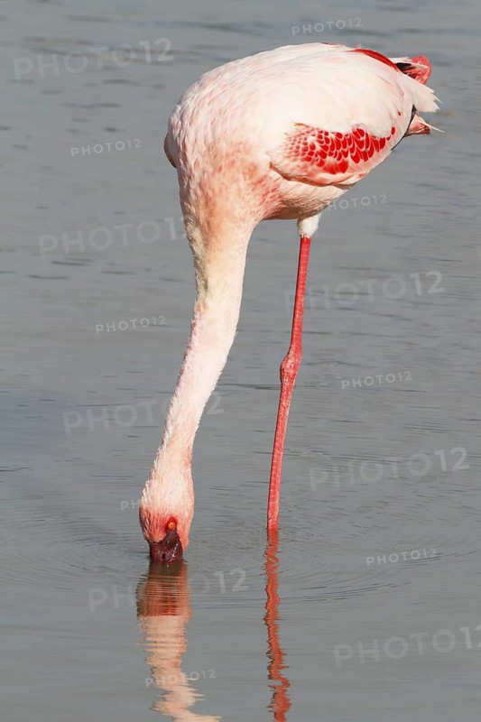 Lesser Flamingo, Phoeniconaias minor, Kenya, Lake Bogoria NP
