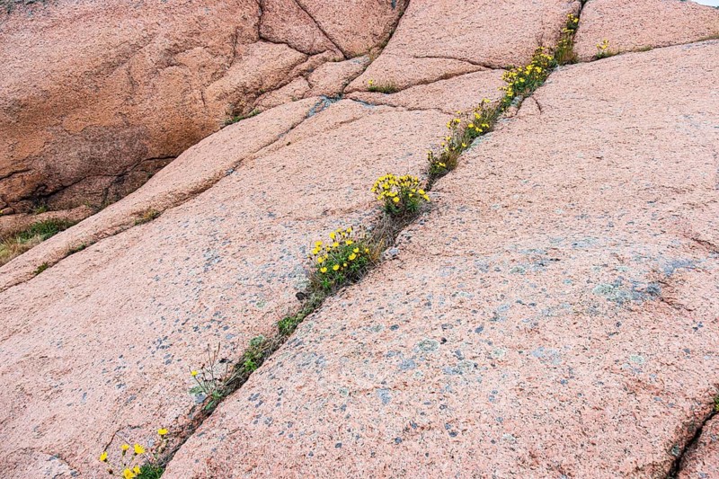 Granite rocks and vegetation on the Blue Maiden (Bla Jungfrun), an island and national park in northern Kalmarsund between Oskarshamn and Öland, Sweden