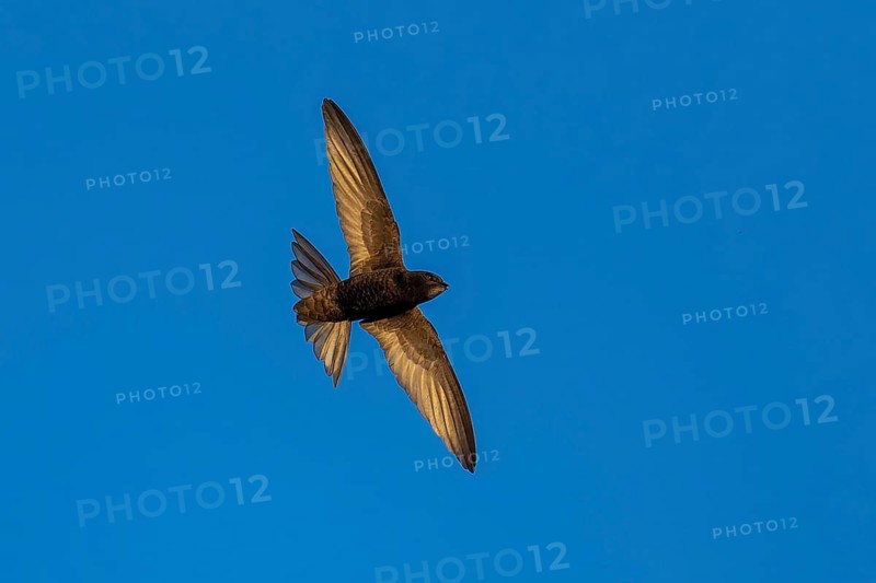 Swallow flying in a cloudless blue sky, Swift (Apus apus), wildlife, Germany