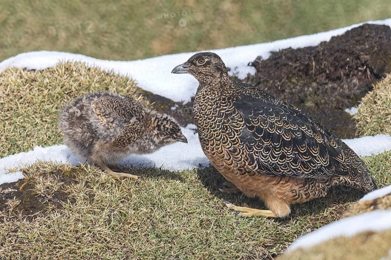 Rufous-bellied Seedsnipe (Attagis gayi) perched on the ground in the Andes Mountains in Ecuador