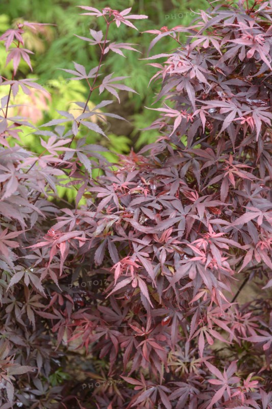 Fan maple (Acer palmatum 'Skeeter's Broom'), Rhodo 2014, Bad Zwischenahn, Lower Saxony, Germany