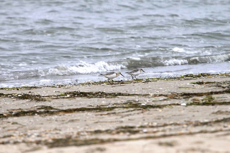 Sanderling Limikole, Usedom, September, Mecklenburg-Western Pomerania, Germany