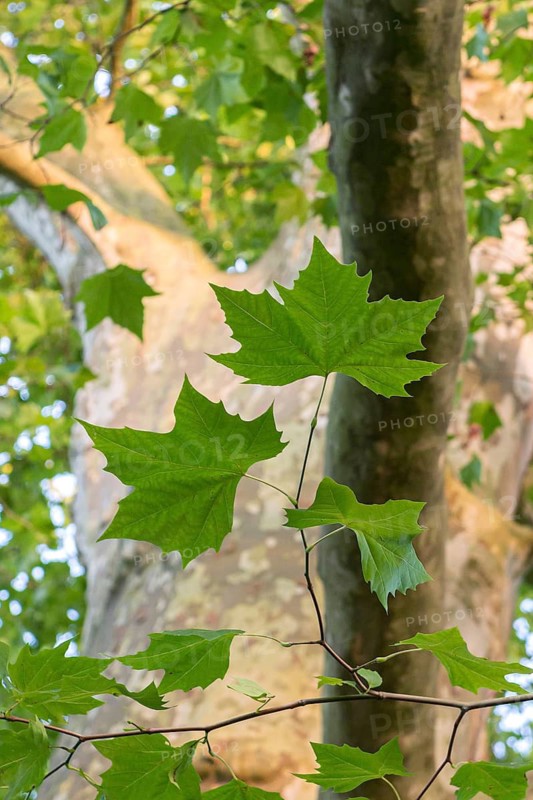 Humboldt plane tree in Groß Behnitz Estate Park, plane tree (Platanus × hispanica), Borsig Estate, Germany