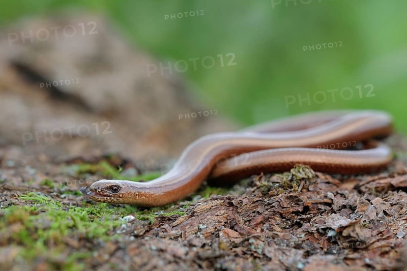 Slow worm (Anguis fragilis) adult on mossy tree trunk, North Rhine-Westphalia, Germany