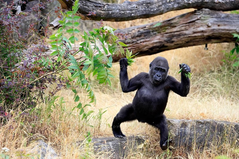 Western gorilla (Gorilla gorilla), young animal, running, in a meadow