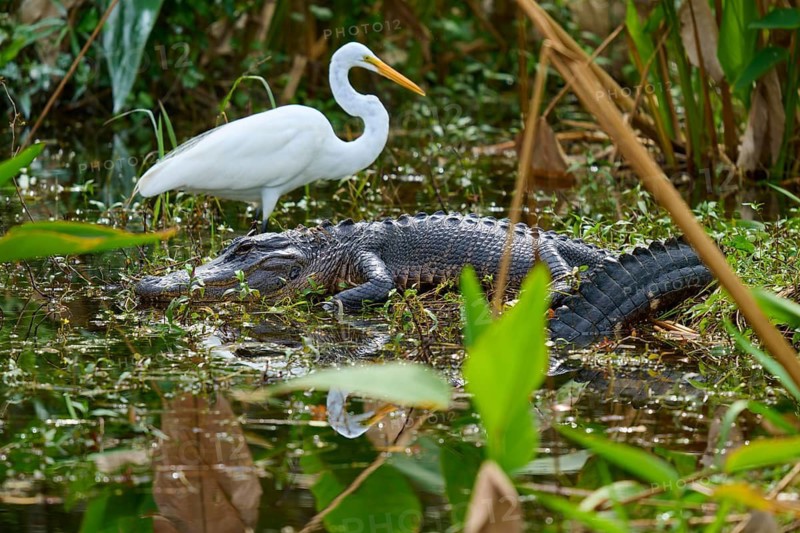 American alligator (Alligator mississippiensis) and great egret (Ardea alba) in the water, spring, Everglades National Park, Florida, USA