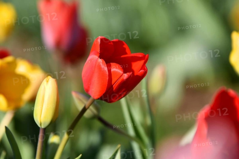 Red tulip spring flower standing out in a field of colorful tulips