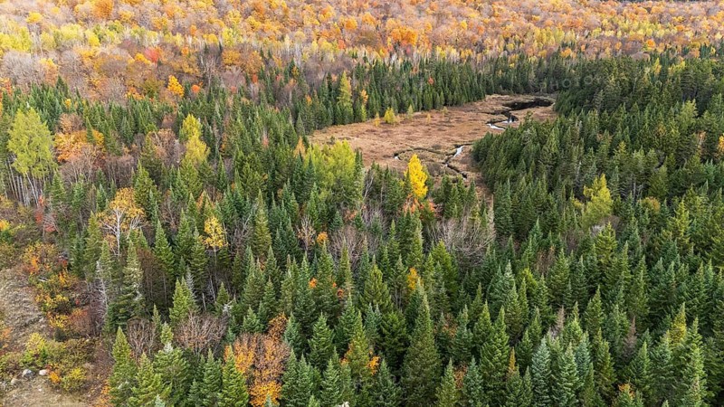 Boreal forest and marshy area. Fall season. Region of La Mauricie. Province of Quebec. Canada