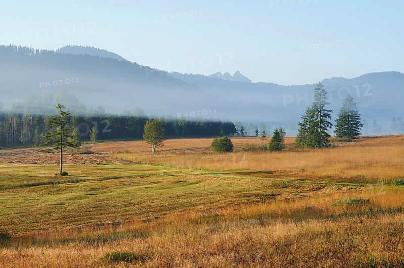 High moor in autumnal discolouration, Rothenthurm, Canton Schwyz, Switzerland
