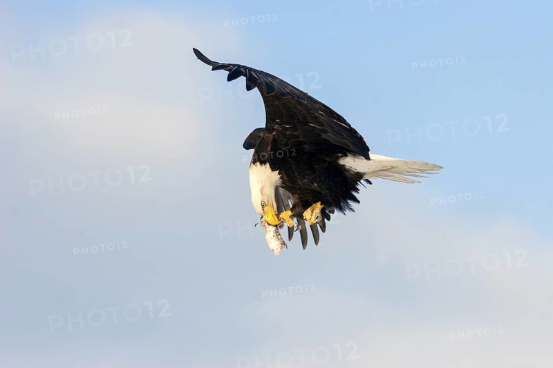 Bald Eagle Haliaeetus leucocephalus Homer, ALASKA, United States February Adult eating a fish in flight Accipitridae