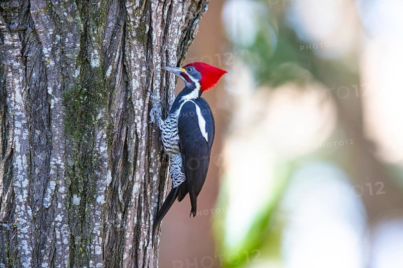 Lineated woodpecker (Dryocopus lineatus) Pantanal Brazil