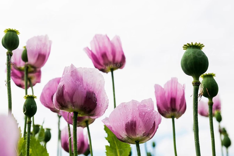 Opium poppy (Papaver somniferum), opium poppy field, Erlenbach, near Heilbronn, Baden-Württemberg, Germany