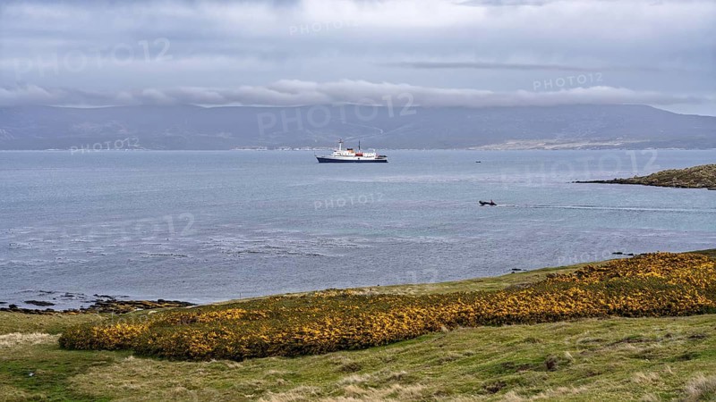 Expedition ship anchored in bay, Zodiac dinghy returning to ship, flowering gorse (Ulex europaeus) in foreground, hill under cloud cover in background, Carcass Island, Falkland Islands