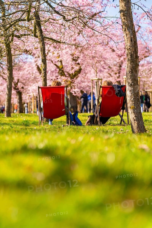 Two people relaxing on red deckchairs under cherry blossoms, cherry blossom garden, Schwetzingen Palace, Germany