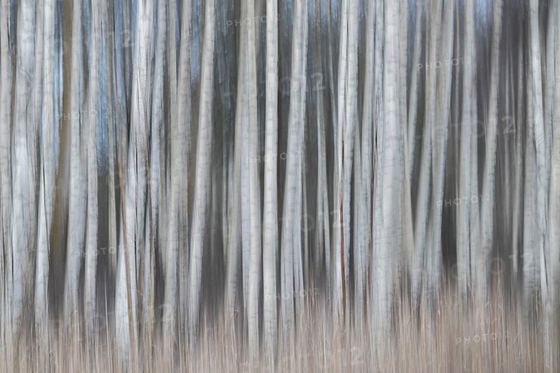 Tight standing, white-black trunks, birch forest in winter, forest, wiping, Finland