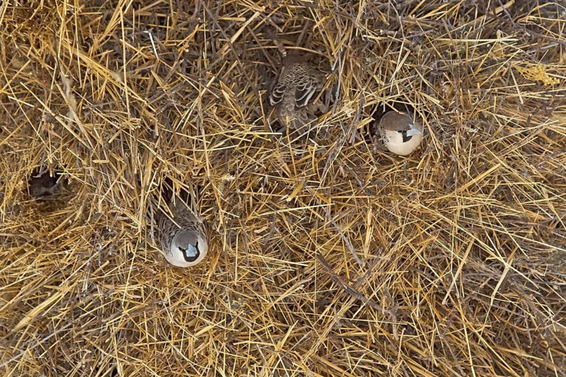 Sociable Weaver (Philetairus socius) in nest, Etosha, Namibia