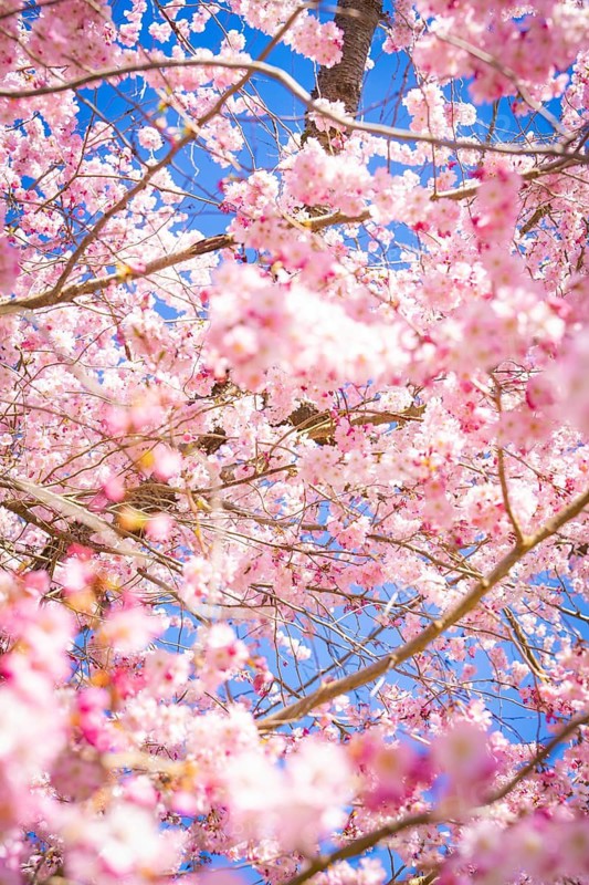 Close-up of cherry blossoms against a blue sky, a sea of pink flowers, cherry blossom garden, Schwetzingen Palace, Germany