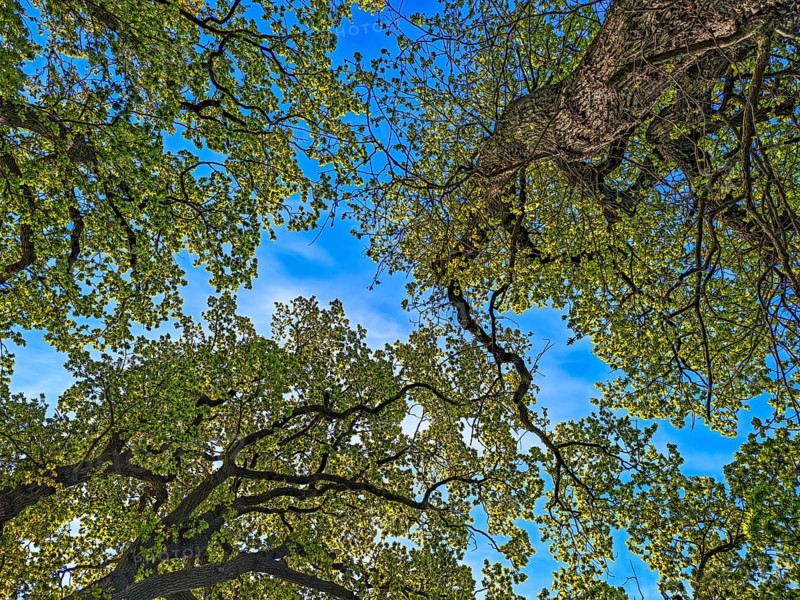 View upwards into the treetops, forest of leaves, branches, tree trunk, spring, blue sky, bright sunshine, backlight shot, landscape Schwansen, municipality Langholz, Waabs, Schleswig-Holstein, Germany