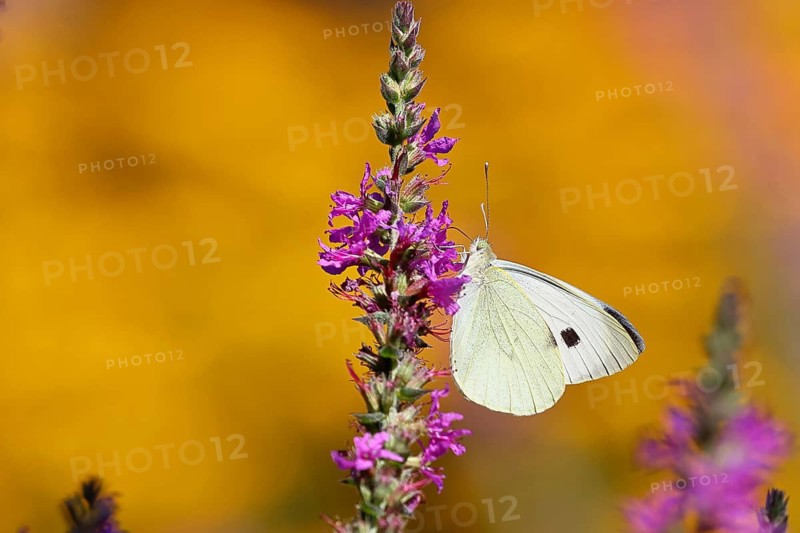 A Cabbage butterfly (Pieris brassicae) sucking nectar on a loosestrife (Lythrum salicaria) flower, in a natural environment in the wild, Wildlife, Insects, Butterflies, Butterflies, Wilnsdorf, North Rhine-Westphalia, Germany