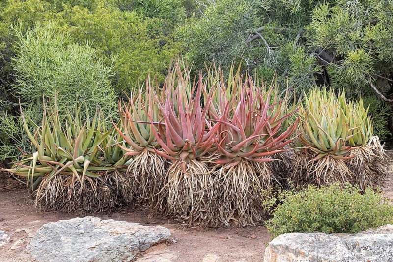 Aloe castanea, affodil plant, foliage, Karoo Desert Botanical Garden, Worcester, Western Cape, South Africa, Germany