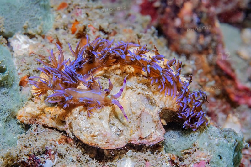 Underwater photo of thread snail blue dragon (Pteraeolidia semperi) carnivorous nudibranch nudibranch, Pacific, Indo-Pacific, Koh Lanta, Thailand