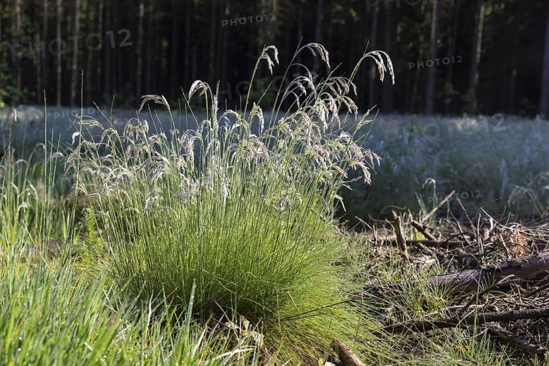 Grass with water droplets like raindrops after a fog, Germany