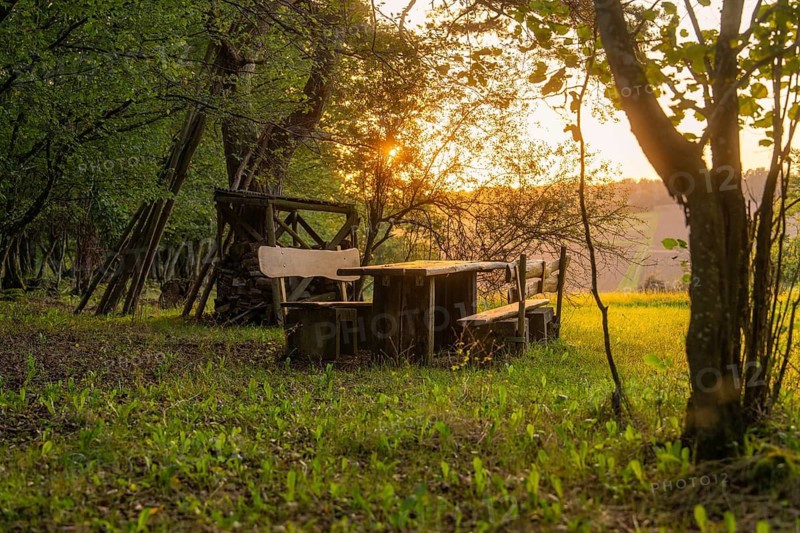 Rustic bench and table in the forest at sunset, enveloped in golden light, Calw, Black Forest, Germany
