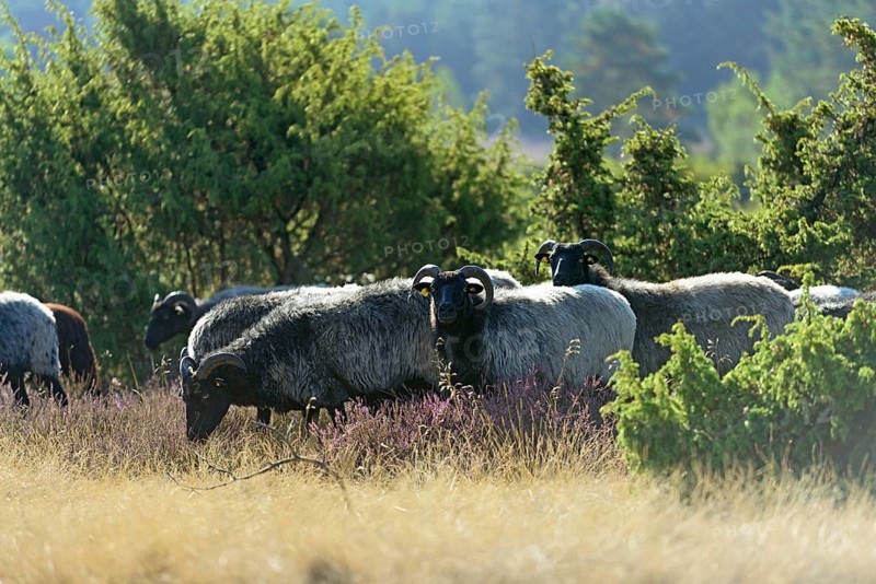 Heidschnucken (Ovis aries), herd in the blooming heathland, Südheide Nature Park, Lüneburg Heath, Lower Saxony, Germany