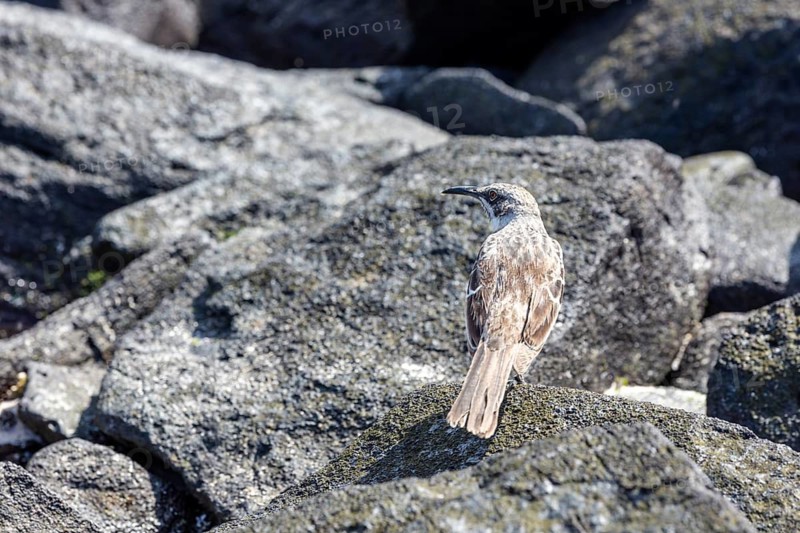 Galápagos mockingbird (Mimus parvulus, syn.: Nesomimus parvulus), Galapagos, Ecuador