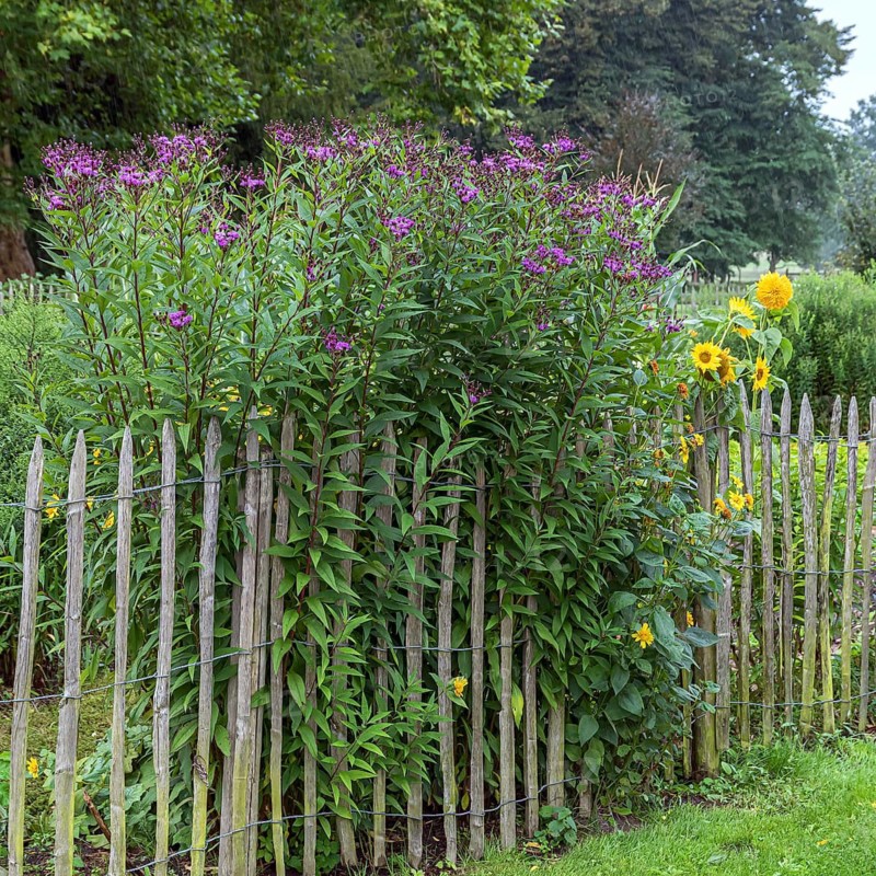False aster (Vernonia crinita), Cambridge Botanical Garden, Germany