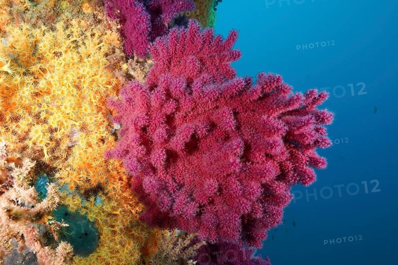 Violescent sea-whip (Paramuricea clavata) in bright pink in a blue ocean environment, dive site Giens Peninsula, Mediterranean Sea, Porquerolles, Provence, Côte d'Azur, France